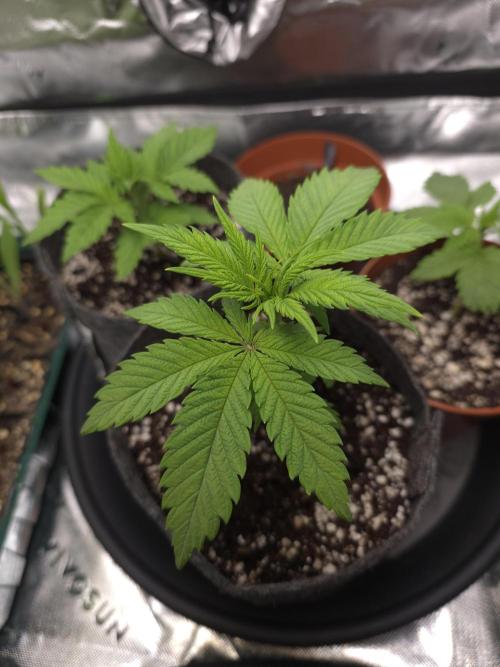 Zarola - Super Lemon Haze [G6]. Week 4 - Day 22