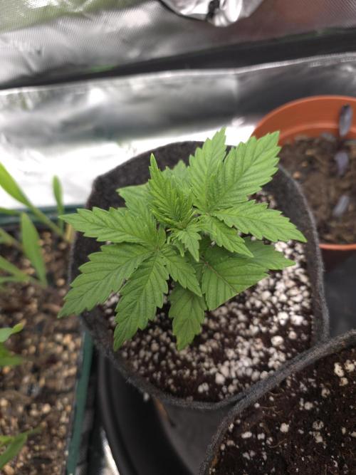 Monstera - Triple Cheese [G6]. Week 3 - Day 19