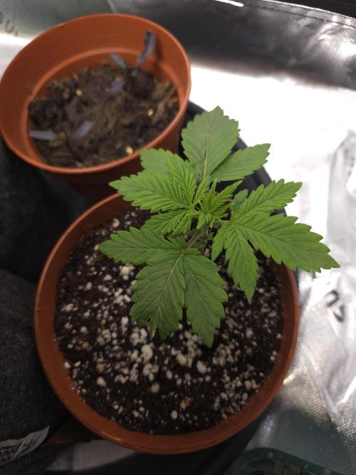Monstera - Triple Cheese [G6]. Week 3 - Day 19