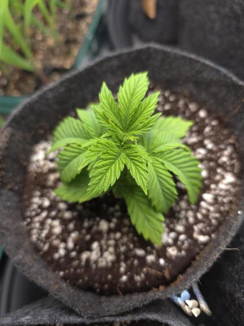Akhet/Solaris - Anubis x SS [G6]. Week 3 - Day 19