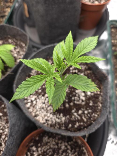 Akhet/Solaris - Anubis x SS [G6]. Week 3 - Day 19