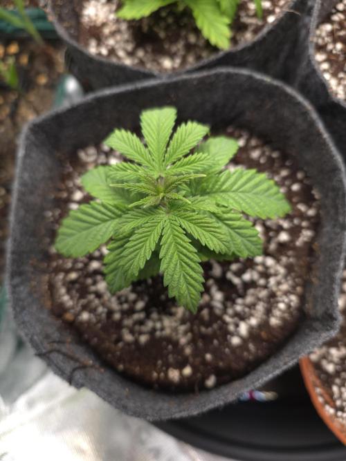 Lady Lazarus - Dead Fred [G6]. Week 3