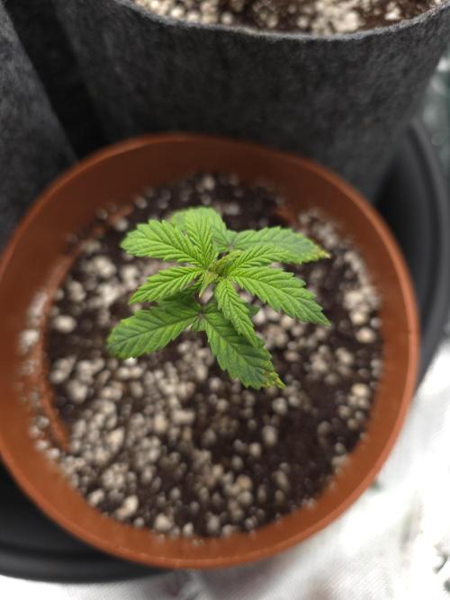 Lady Lazarus - Dead Fred [G6]. Week 3