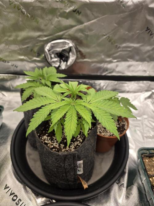 Zarola - Super Lemon Haze [G6]. Week 4 - Day 25
