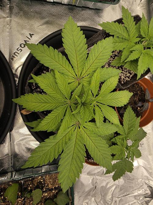 Zarola - Super Lemon Haze [G6]. Week 4 - Day 25
