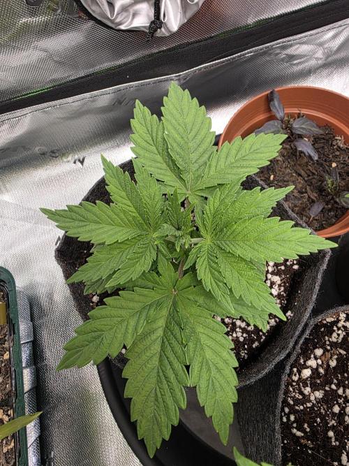 Monstera - Triple Cheese [G6]. Week 4 - Day 22