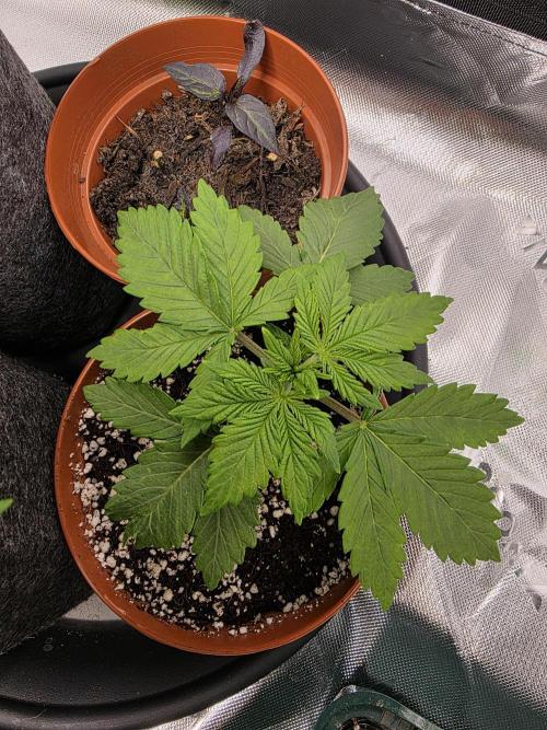 Monstera - Triple Cheese [G6]. Week 4 - Day 22