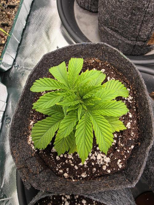 Akhet/Solaris - Anubis x SS [G6]. Week 4 - Day 22
