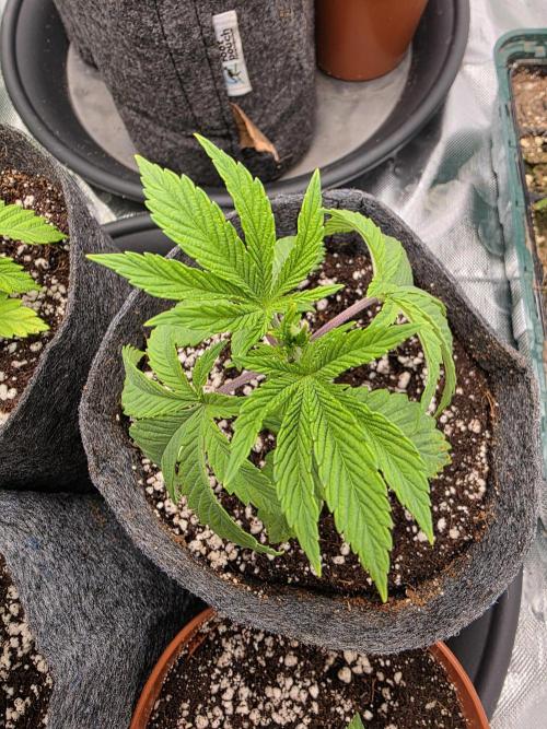 Akhet/Solaris - Anubis x SS [G6]. Week 4 - Day 22