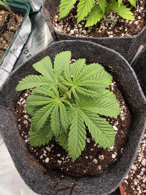 Lady Lazarus - Dead Fred [G6]. Week 4 - Day 22