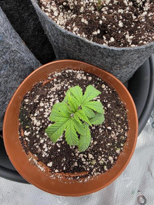 Lady Lazarus - Dead Fred [G6]. Week 4 -  Day 22