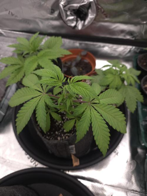 Zarola - Super Lemon Haze [G6]. Week 4 - Day 27