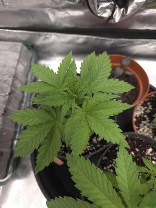 Monstera - Triple Cheese [G6]. Week 4 - Day 24