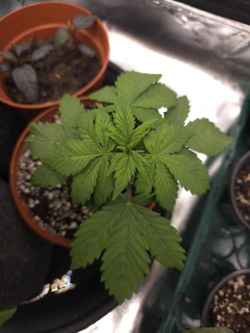 Monstera - Triple Cheese [G6]. Week 4 - Day 24