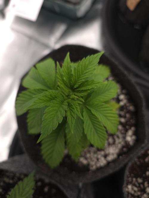 Akhet/Solaris - Anubis x SS [G6]. Week 4 - Day 24