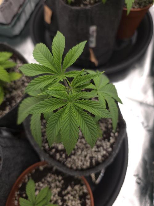 Akhet/Solaris - Anubis x SS [G6]. Week 4 - Day 24