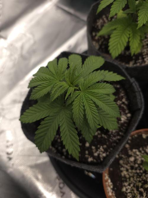 Lady Lazarus - Dead Fred [G6]. Week 4