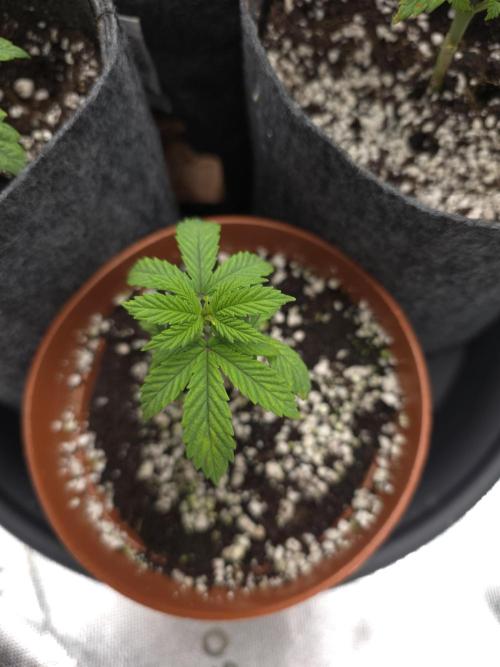 Lady Lazarus - Dead Fred [G6]. Week 4