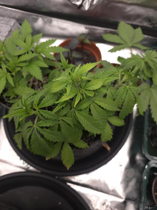 Zarola - Super Lemon Haze [G6]. Week 5 - Day 32