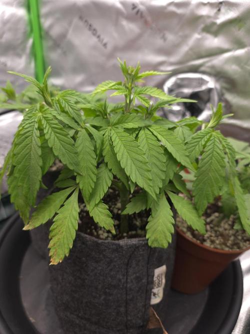 Zarola - Super Lemon Haze [G6]. Week 5 - Day 32