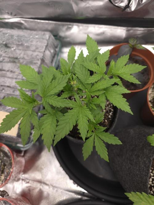 Monstera - Triple Cheese [G6]. Week 5 - Day 29