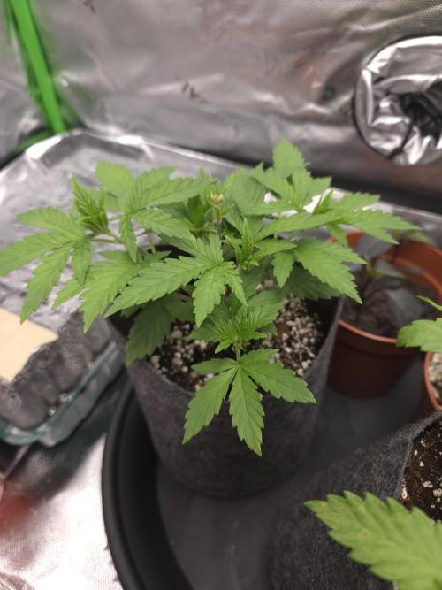 Monstera - Triple Cheese [G6]. Week 5 - Day 29