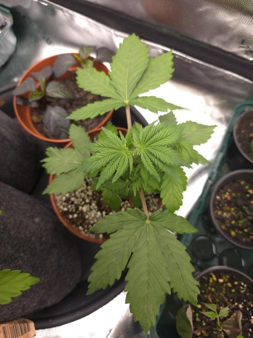 Monstera - Triple Cheese [G6]. Week 5 - Day 29