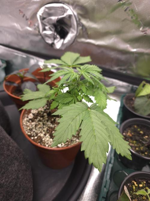 Monstera - Triple Cheese [G6]. Week 5 - Day 29