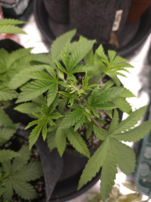 Akhet/Solaris - Anubis x SS [G6]. Week 5 - Day 29