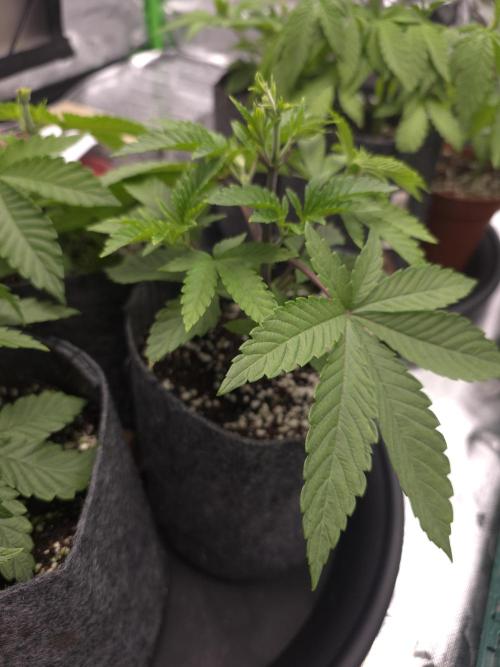 Akhet/Solaris - Anubis x SS [G6]. Week 5 - Day 29