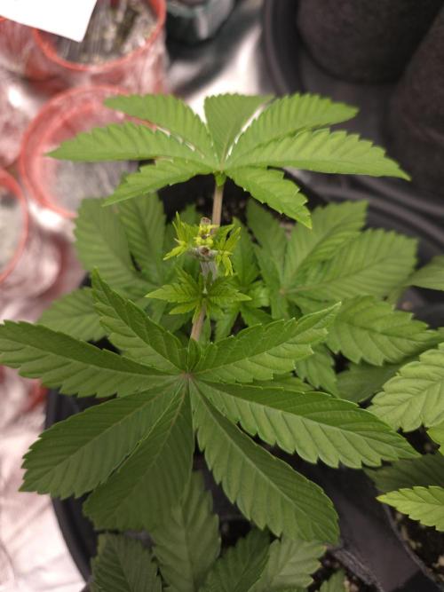 Akhet/Solaris - Anubis x SS [G6]. Week 5 - Day 29