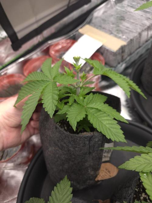 Akhet/Solaris - Anubis x SS [G6]. Week 5 - Day 29