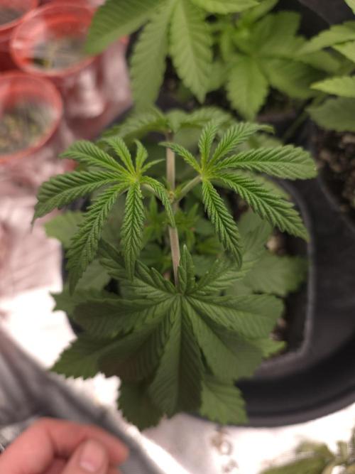 Lady Lazarus - Dead Fred [G6]. Week 5 - Day 29