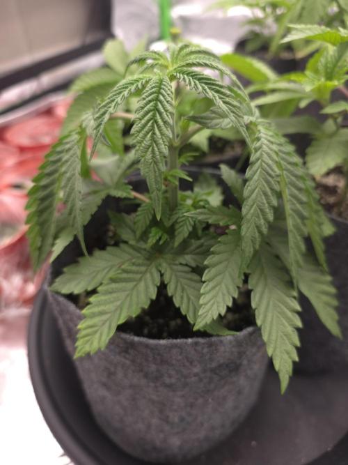 Lady Lazarus - Dead Fred [G6]. Week 5 - Day 29
