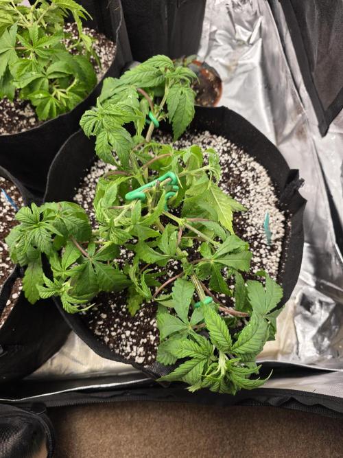 Zarola - Super Lemon Haze [G6]. Week 6 - Day 38