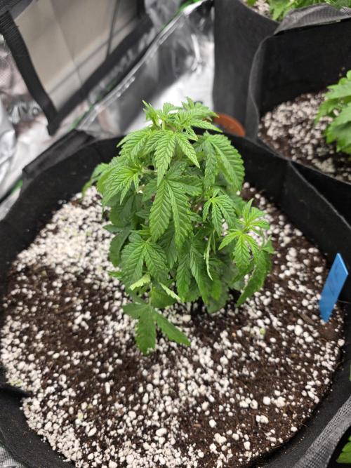 Lady Lazarus - Dead Fred [G6]. Week 5 - Day 35