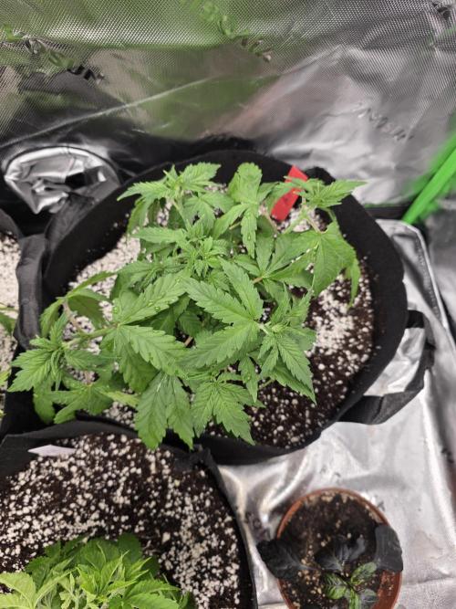 Monstera - Triple Cheese [G6]. Week 5 - Day 38
