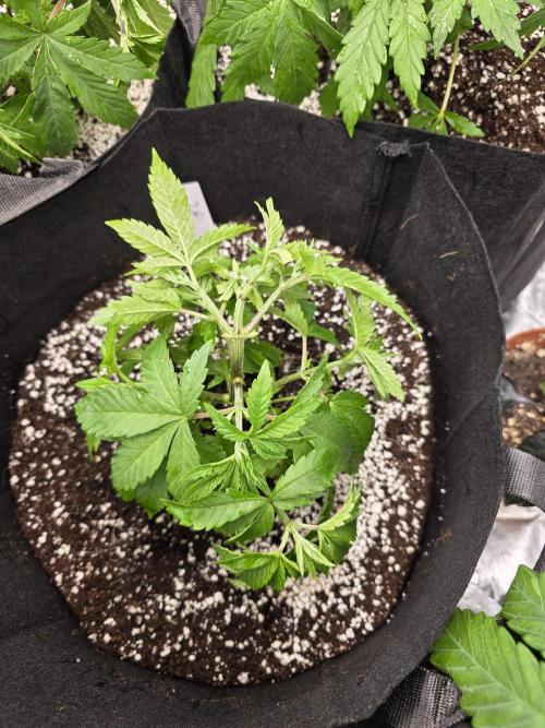 Akhet/Solaris - Anubis x SS [G6]. Week 5 - Day 35