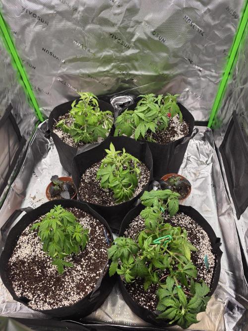 Akhet/Solaris - Anubis x SS [G6]. Week 5 - Day 35