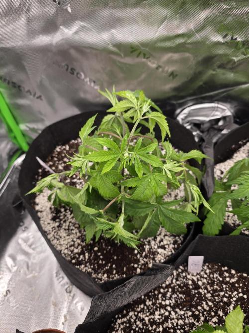 Akhet/Solaris - Anubis x SS [G6]. Week 5 - Day 35