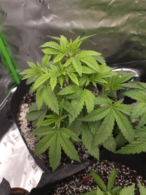Akhet/Solaris - Anubis x SS [G6]. Week 6 - Day 37 