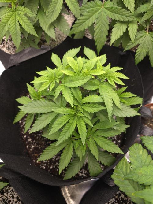 Akhet/Solaris - Anubis x SS [G6]. Week 6 - Day 37