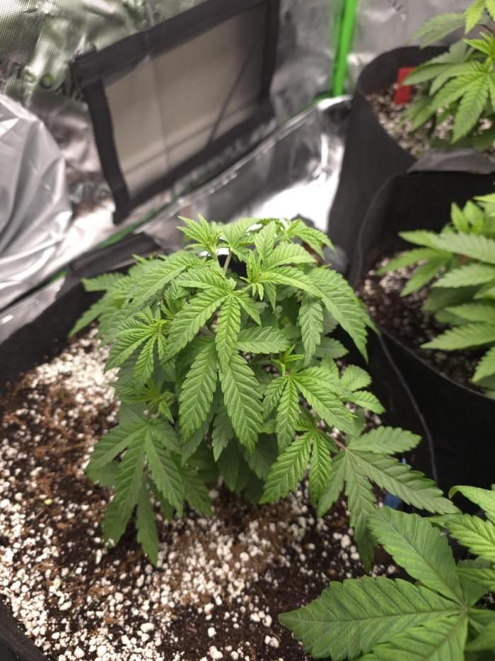 Lady Lazarus - Dead Fred [G6]. Week 6 - Day 37