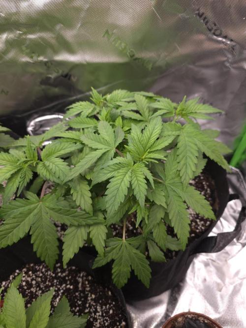Triple Cheese. Week 6