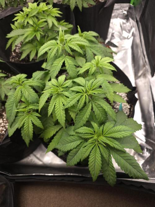 Zarola - Super Lemon Haze [G6]. Week 6 - Day 40