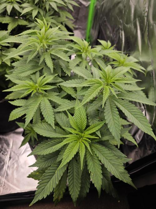 Zarola - Super Lemon Haze [G6]. Week 7 - Day 49