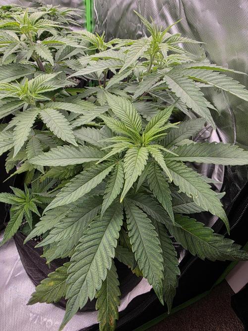 Zarola - Super Lemon Haze [G6]. Week 7 - Day 49