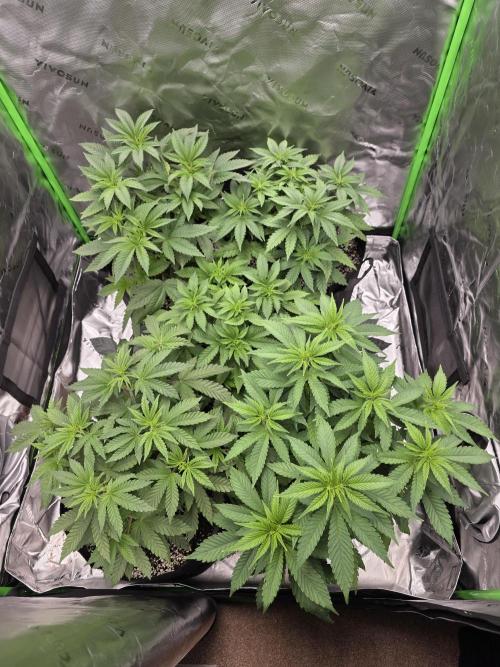 Monstera - Triple Cheese [G6]. Week 7 - Day 46
