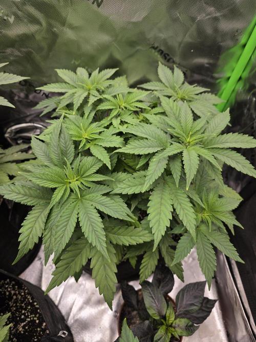 Monstera - Triple Cheese [G6]. Week 7 - Day 46