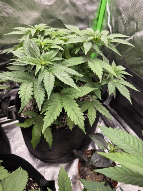 Monstera - Triple Cheese [G6]. Week 7 - Day 46